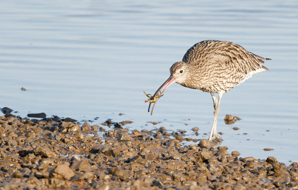 26. Curlew