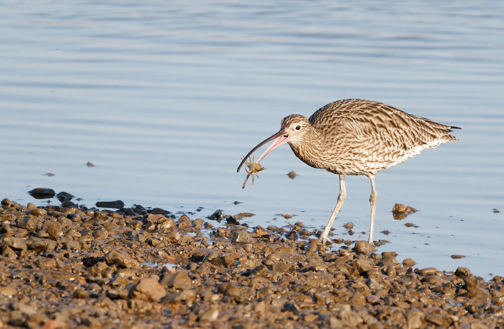27. Curlew