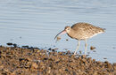 27. Curlew