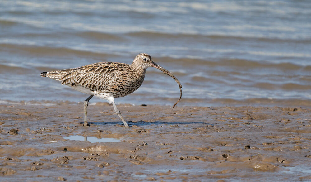 28. Curlew