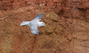 29. Fulmar