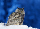 2 Eagle Owl