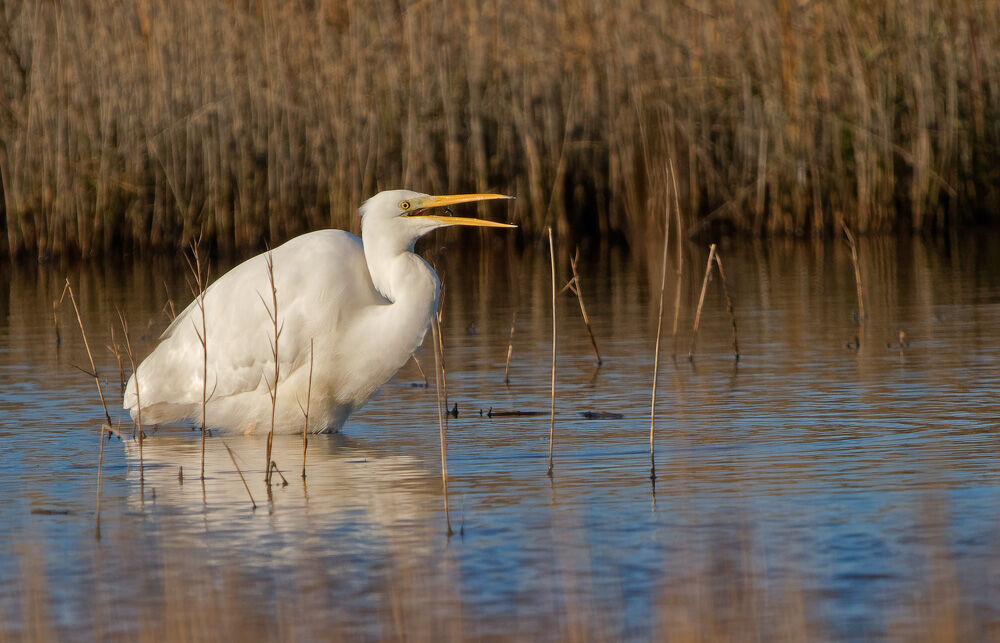 30. Great White Egret
