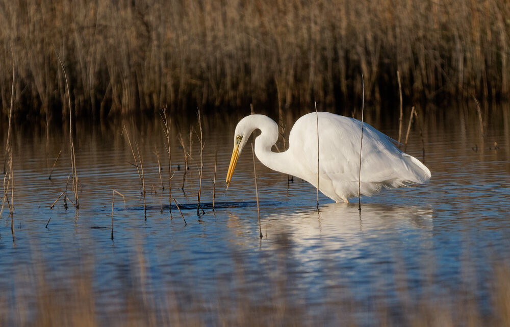 31. Great White Egret