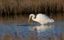 31. Great White Egret