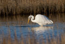 32. Great White Egret