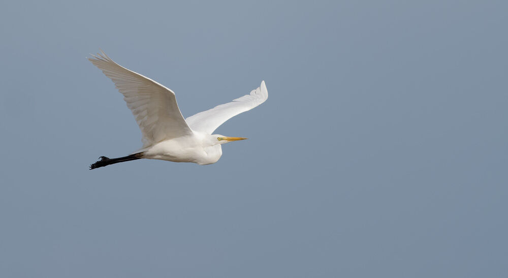 33. Great White Egret