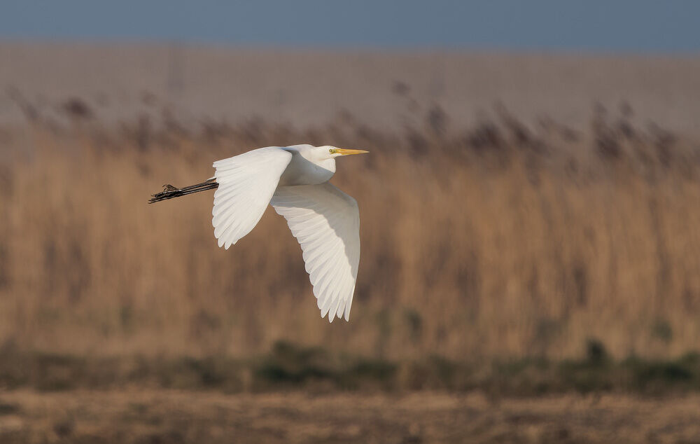 34. Great White Egret