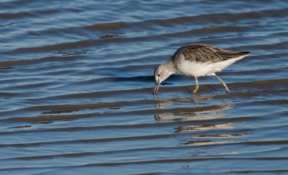 35. Greenshank