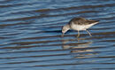 35. Greenshank
