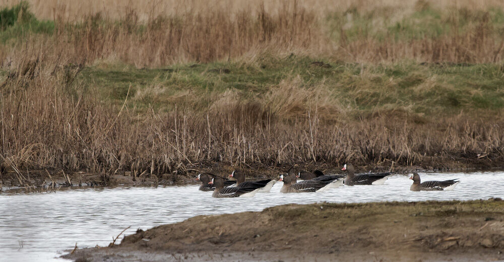 38. Lesser White-fronted Geese