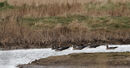38. Lesser White-fronted Geese