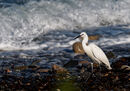 39. LITTLE EGRET (Jersey)
