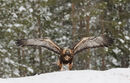 3 Golden Eagle