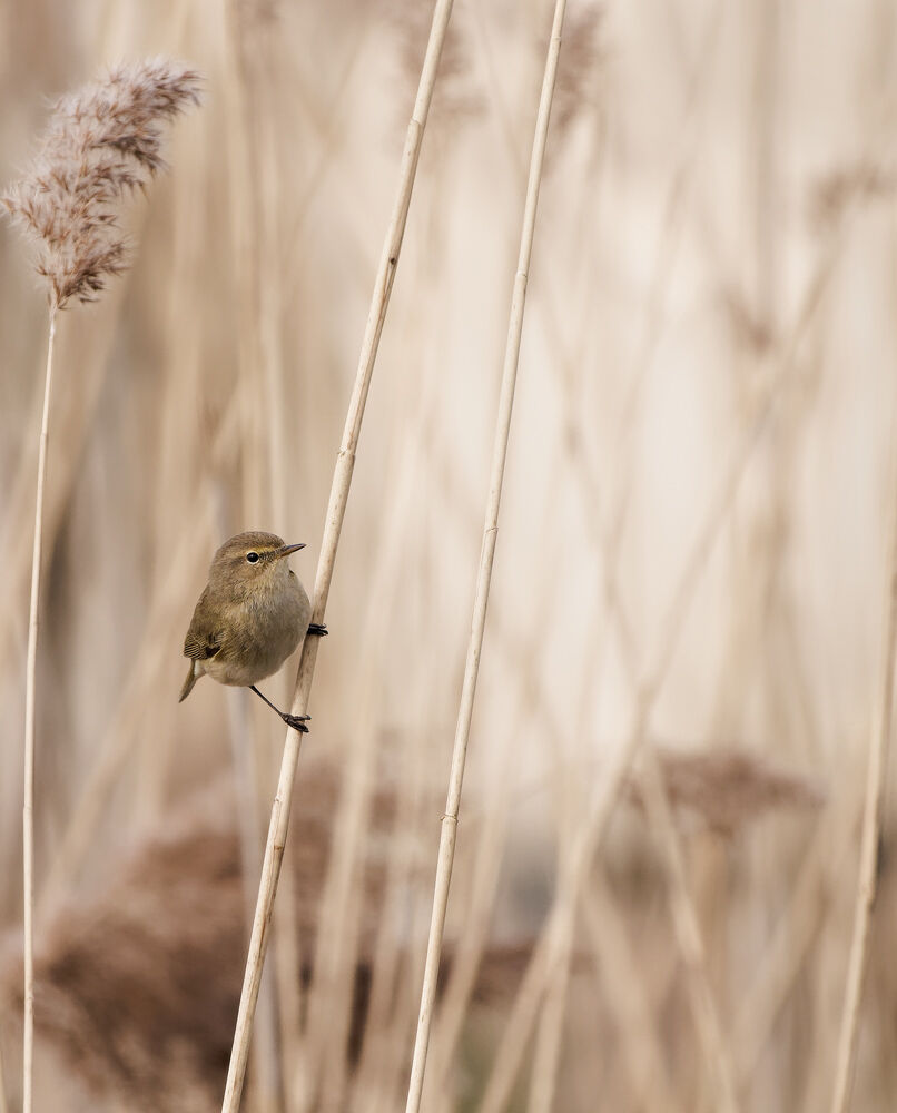 4. Chiffchaff