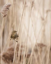 4. Chiffchaff
