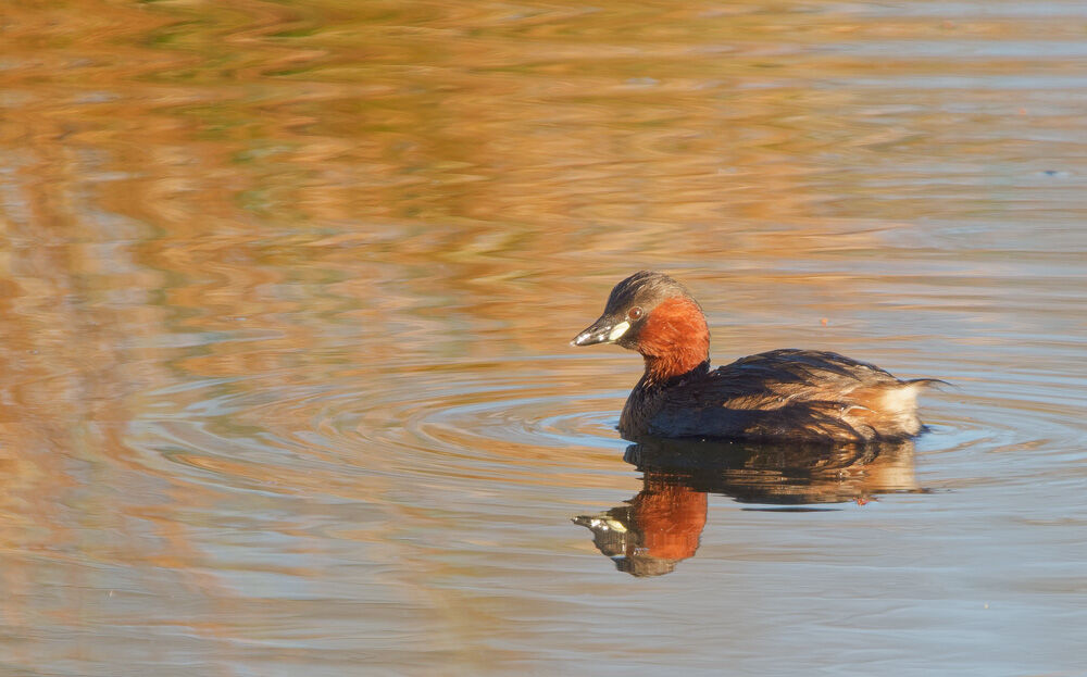 40. Little Grebe