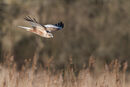 42. Marsh Harrier