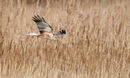 43. Marsh Harrier