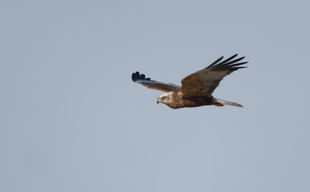 44. Marsh Harrier