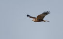 44. Marsh Harrier