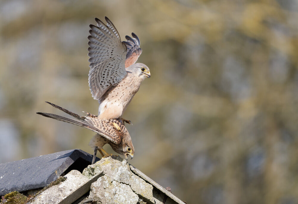 45. Mating Kestrels