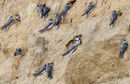 48. Sand Martin