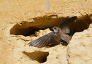 49. Sand Martin