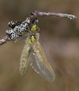Four-spotted Chaser