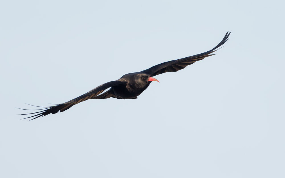 5. CHOUGH (Jersey)