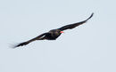 5. CHOUGH (Jersey)