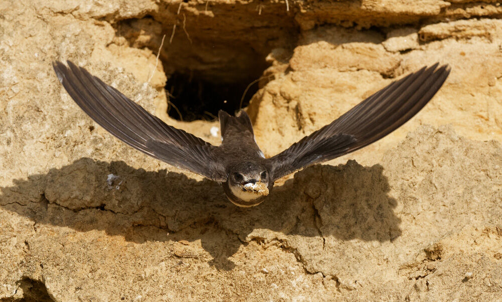 50. Sand Martin
