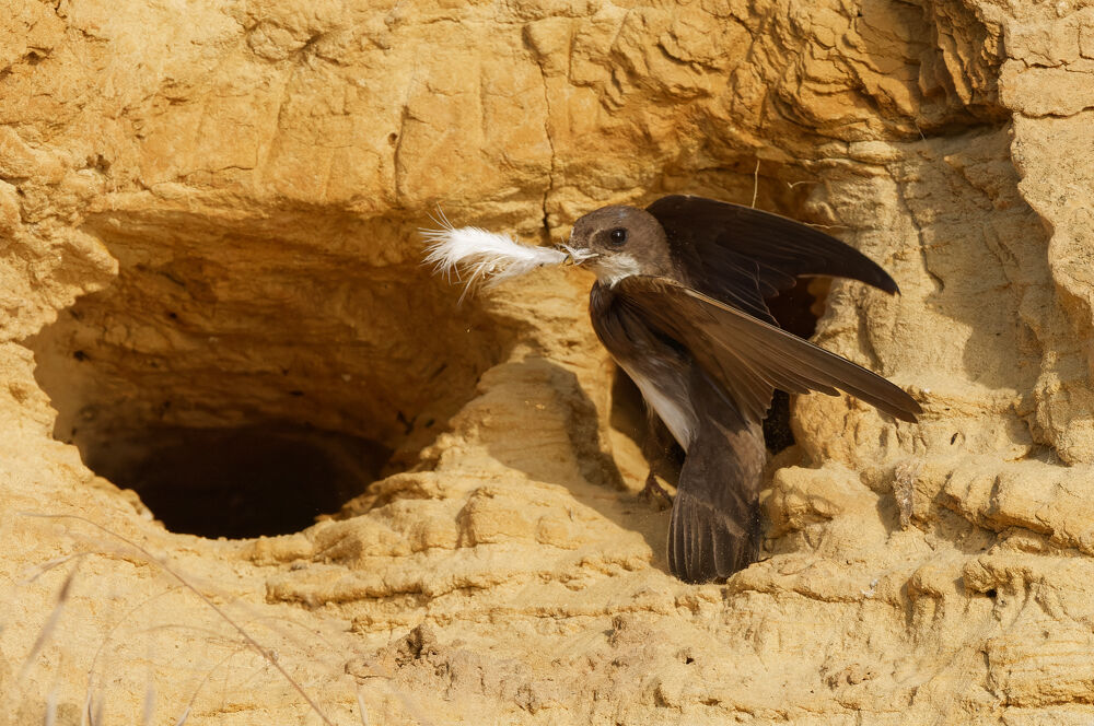 51. Sand Martin_Feather
