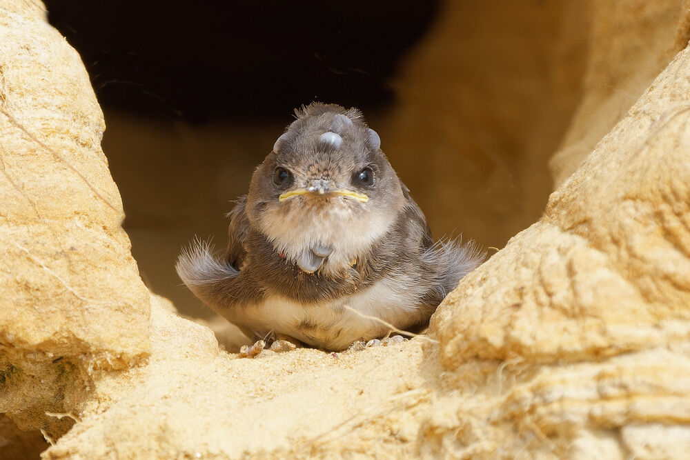 52. Sand Martin_Ticks