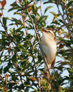 53. SEDGE WARBLER