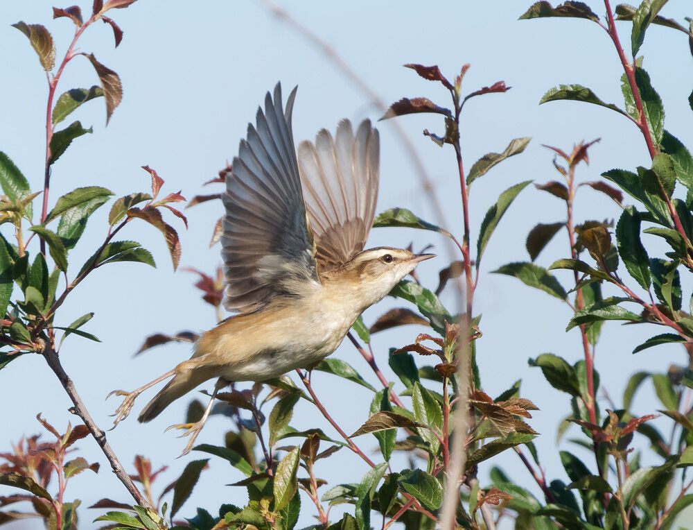 54. Sedge Warbler
