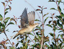 54. Sedge Warbler