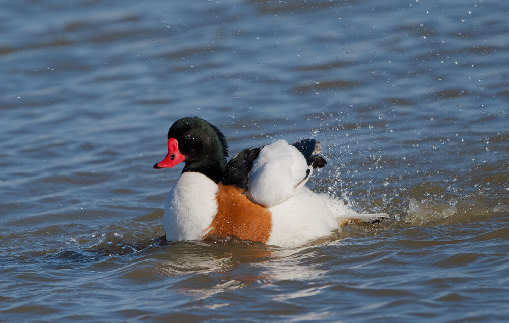 56. Shelduck bathing