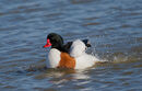 56. Shelduck bathing