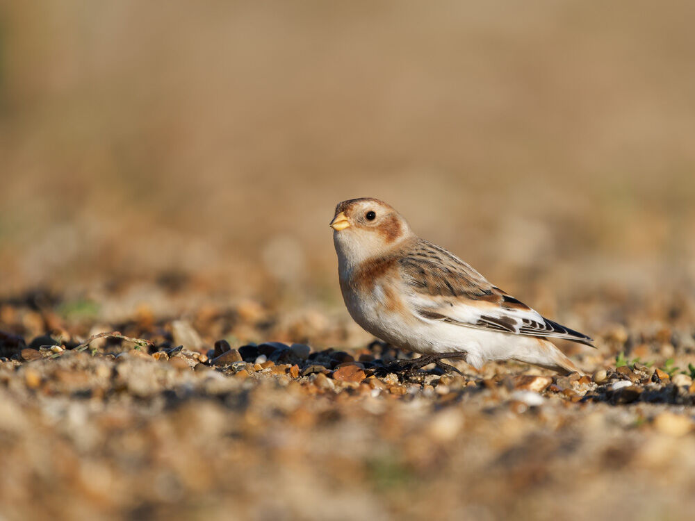 58. Snow Bunting