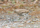 59. Song Thrush