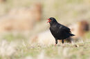 6. CHOUGH (Jersey)