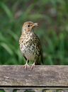 60. Song Thrush