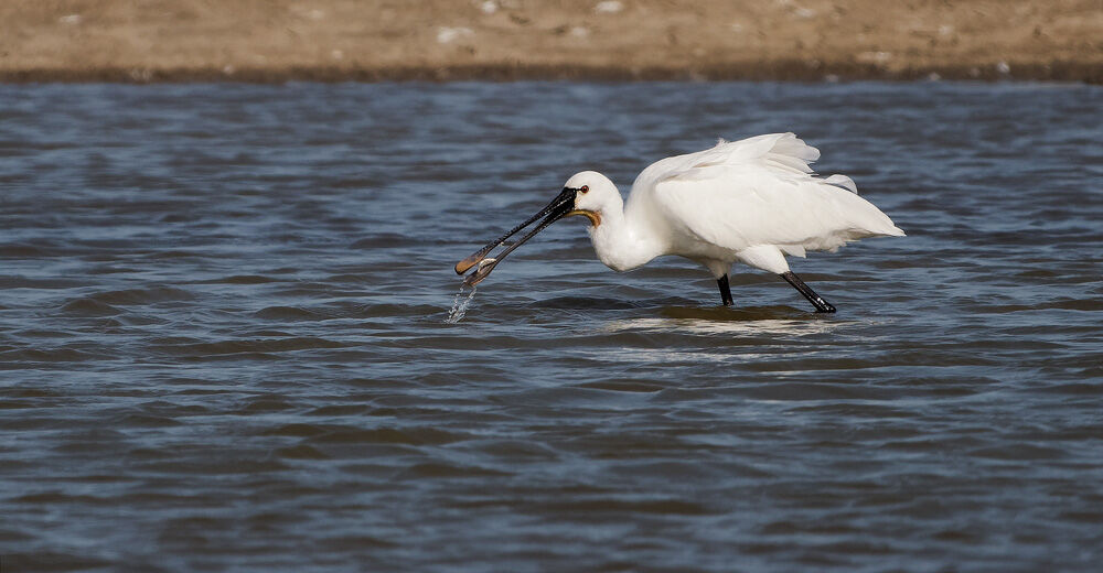 61. Spoonbill