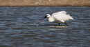 61. Spoonbill