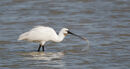 62. Spoonbill