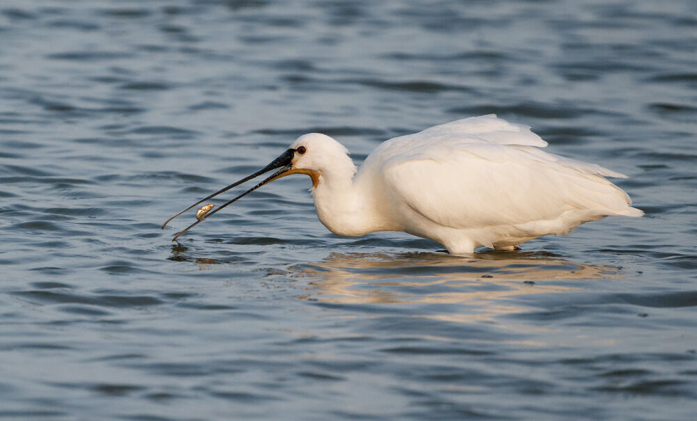 63. Spoonbill