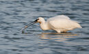63. Spoonbill