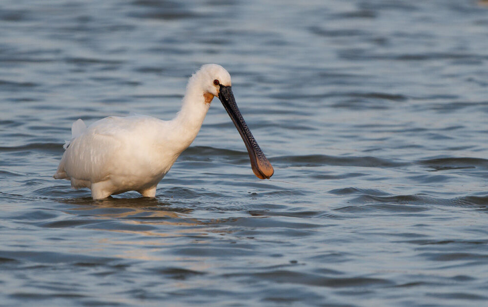 64. Spoonbill