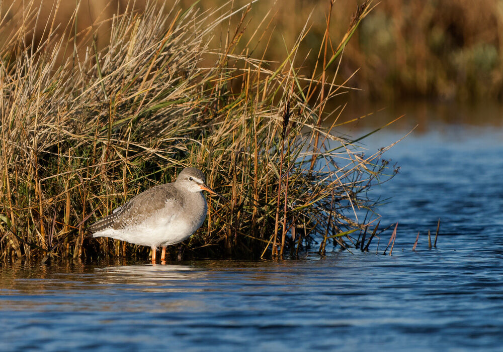66. Spotted Redshank